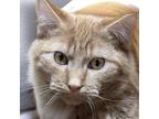 Adopt Cheesepuff a Domestic Short Hair