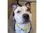 Adopt 24-18 Abel a Pit Bull Terrier