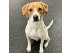 Adopt Buster a Hound