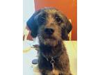 Adopt Charlie a Terrier, Wirehaired Terrier
