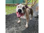 Adopt Bebe a American Staffordshire Terrier, Mixed Breed