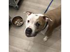 Adopt Bebe a American Staffordshire Terrier, Mixed Breed