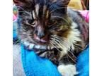 Adopt Gazpacho a Maine Coon