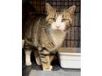 Adopt Pecan Pie a Tabby, Domestic Short Hair