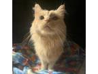 Adopt Pumpkin - MEDICAL HOLD a Tabby, Domestic Short Hair