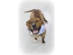 Adopt Concho a Pit Bull Terrier
