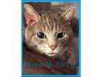 Adopt WINSTON a Tabby