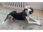 Adopt Buckley a Treeing Walker Coonhound