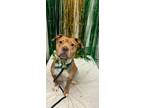 Adopt Kirby a Mixed Breed