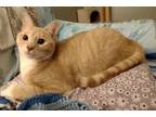 Adopt Marshall a Domestic Short Hair