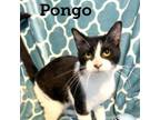 Adopt Pongo a Domestic Short Hair
