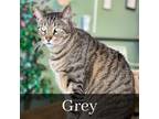 Adopt Grey a Bengal, Domestic Short Hair