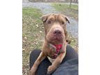 Adopt Bear a Shar-Pei