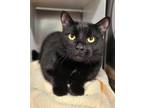 Adopt BLACKJACK a Domestic Short Hair