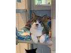 Adopt Rudolph a Domestic Short Hair