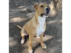 Adopt Pablo a Pit Bull Terrier