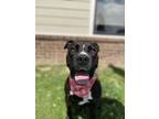 Adopt Canyon a American Staffordshire Terrier