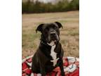 Adopt Rubble a Pit Bull Terrier