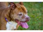 Adopt Rugby a Boxer
