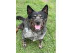 Adopt ORSON a Australian Cattle Dog / Blue Heeler, Mixed Breed