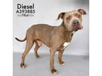 Adopt DIESEL a Pit Bull Terrier