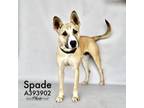 Adopt SPADE a Staffordshire Bull Terrier, Mixed Breed