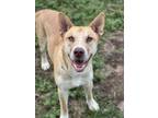 Adopt MANNY a German Shepherd Dog, Mixed Breed