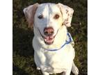 Adopt Toby a Catahoula Leopard Dog, Labrador Retriever