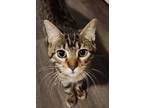 Adopt Buzz a Tabby