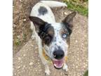 Adopt Davey a Mixed Breed, Cattle Dog
