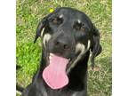 Adopt Bubba a Labrador Retriever