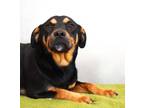 Adopt Duke a Rottweiler, Mixed Breed