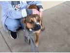 Adopt Jackson (In Foster) a American Staffordshire Terrier, Rottweiler