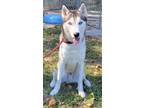 Adopt Titan a Siberian Husky, Mixed Breed