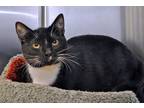 Adopt Billy The Kid a Domestic Short Hair