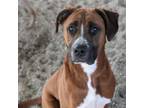 Adopt Tank B a Boxer, Mastiff