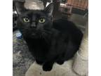 Adopt Leo a Domestic Short Hair