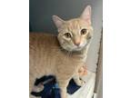 Adopt Butterscotch Pudding a Domestic Short Hair