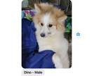 Adopt Dino a Pomsky