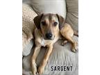 Adopt Sargent a Jack Russell Terrier