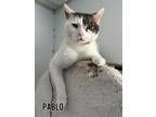 Adopt Pablo a Domestic Short Hair