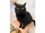 Adopt Cole a Domestic Short Hair