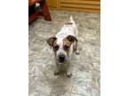 Adopt Ed a Cattle Dog