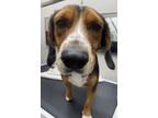 Adopt Billy a Beagle