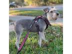 female schnauzer