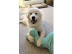 Adopt Major (CP) a Great Pyrenees