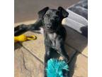 Adopt Felix a Terrier, Australian Cattle Dog / Blue Heeler