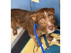 Adopt Mason a Terrier