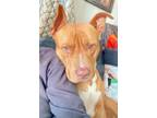 Adopt Bonkers a American Staffordshire Terrier