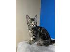 Adopt J. Edgar Hoover a Domestic Short Hair